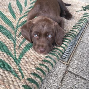 Therapiehund von Daniel Erlac
